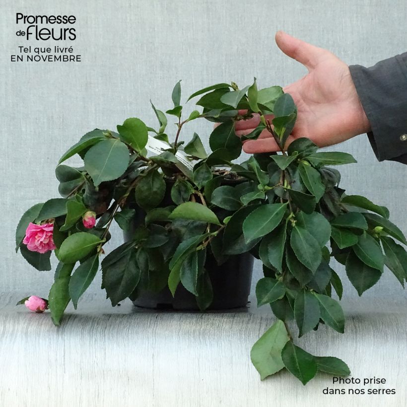 Esemplare di Camellia sasanqua Waterfall Pink Vaso da 4L/5L come consegnato in autunno