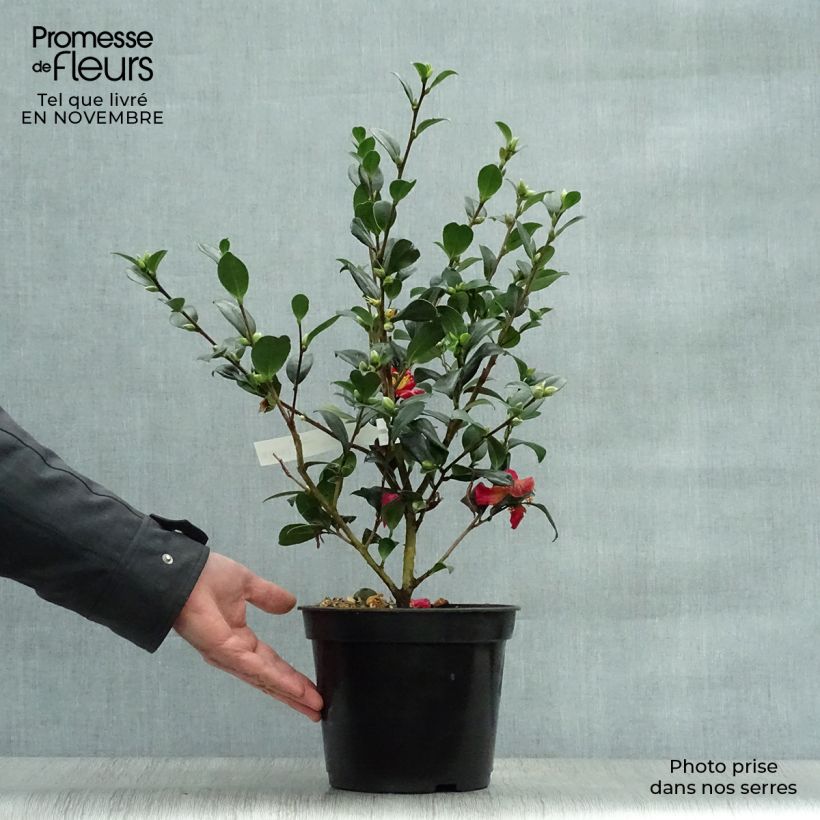 Esemplare di Camellia Yuletide Vaso da 4L/5L come consegnato in autunno