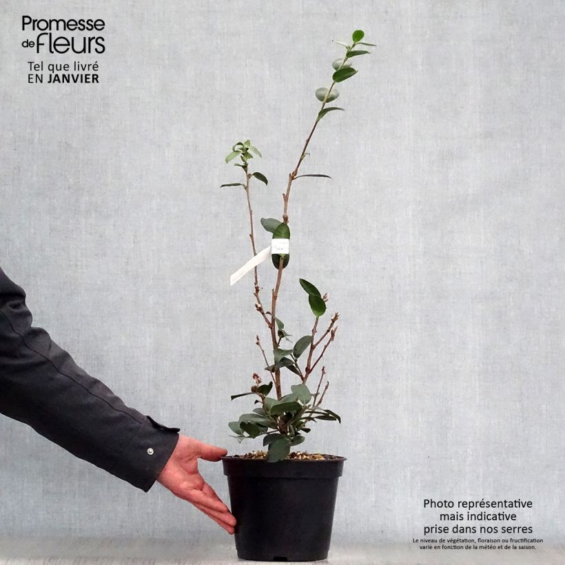 Camellia hiemalis Pink Goddess Vaso da 4L/5L esemplare consegnato in inverno