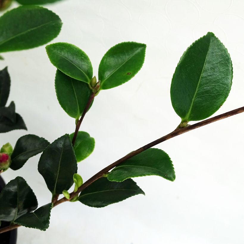 Camellia sasanqua Versicolor (Fogliame)
