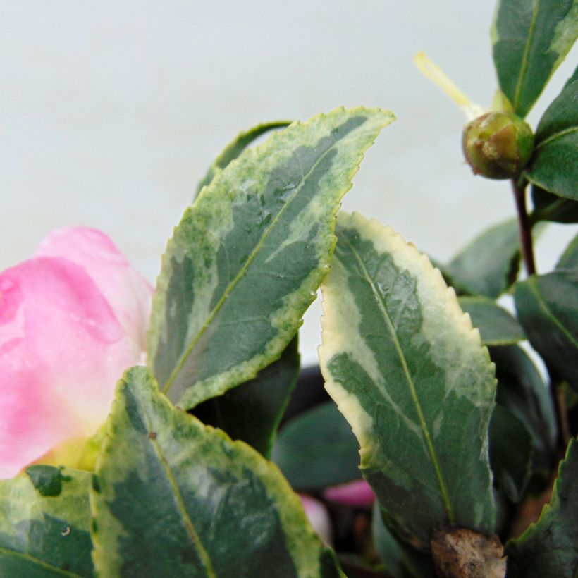 Camellia sasanqua Variegata (Fogliame)