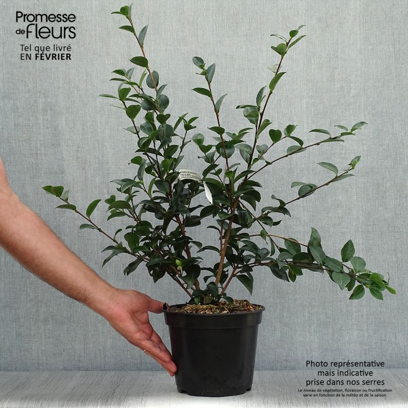Esemplare di Camellia Fuji no Yuki Vaso da 4L/5L come consegnato in autunno
