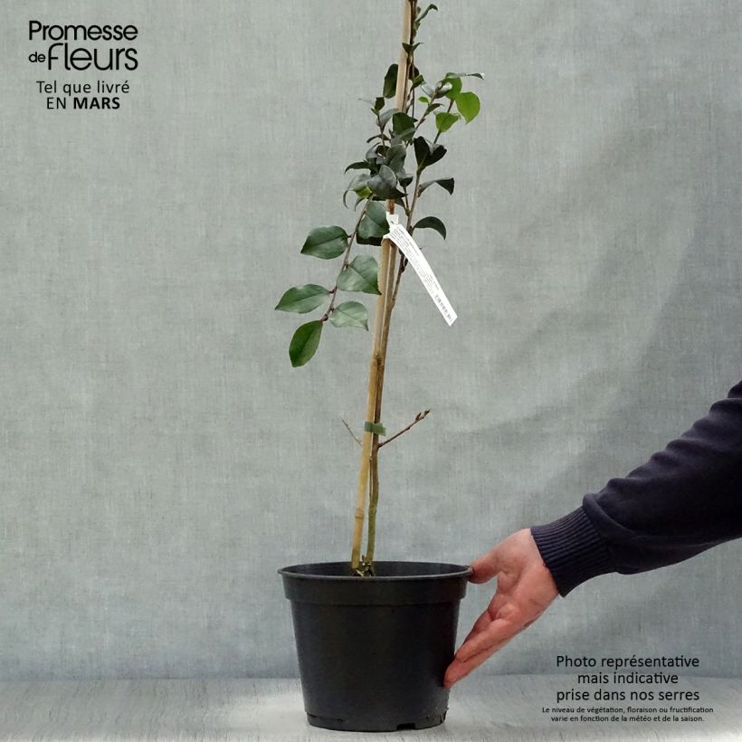Camellia sasanqua Choji Guruma Vaso da 4L/5L esemplare consegnato in primavera