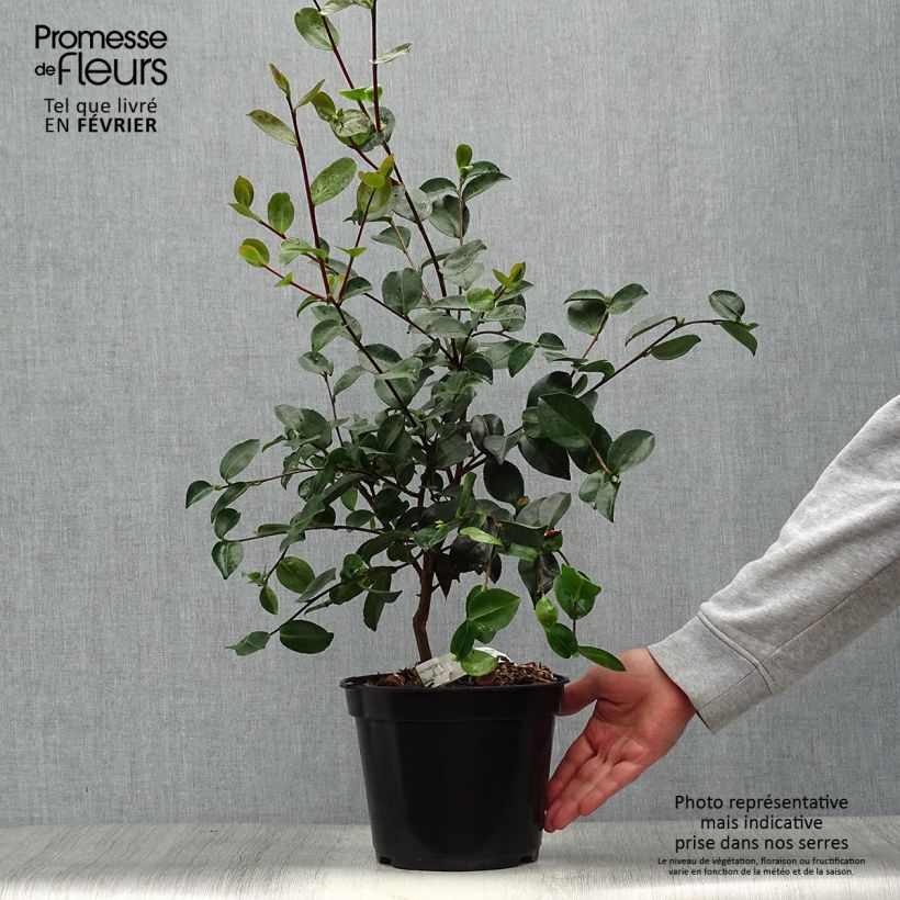 Esemplare di Camellia sasanqua Plantation Pink Vaso da 4L/5L come consegnato in autunno