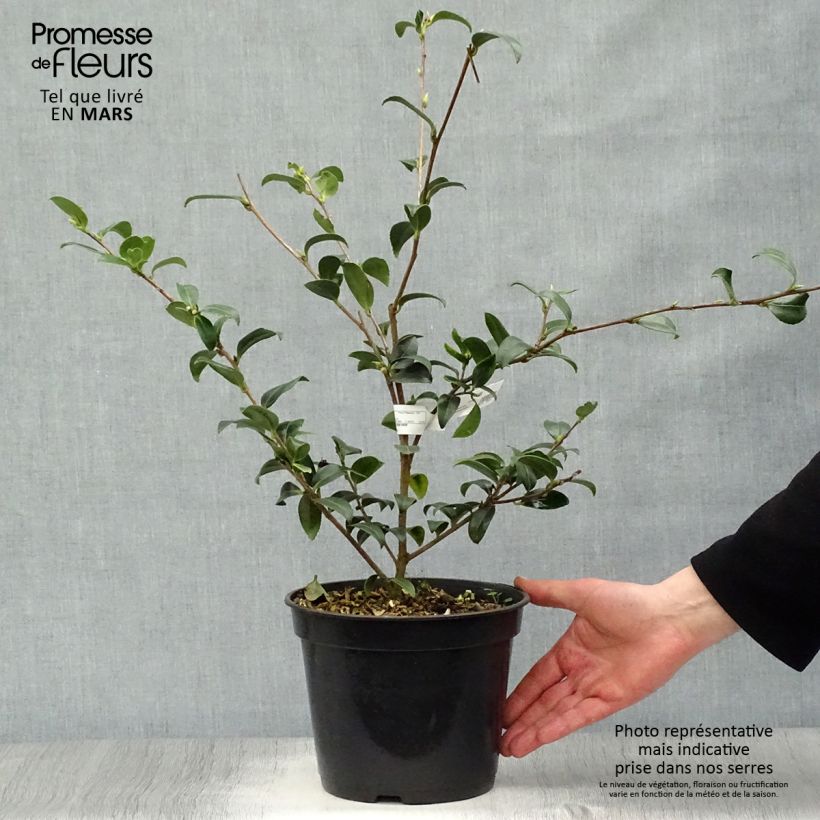 Camellia sasanqua Survivor Vaso da 4L/5L esemplare consegnato in primavera