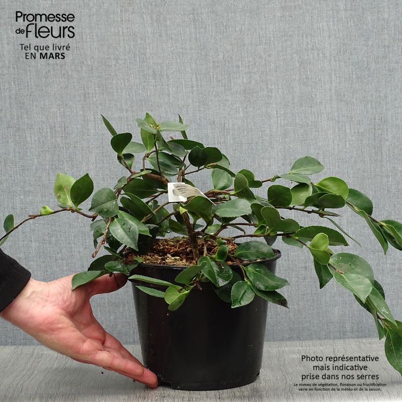 Camellia sasanqua Waterfall White Vaso da 4L/5L esemplare consegnato in primavera