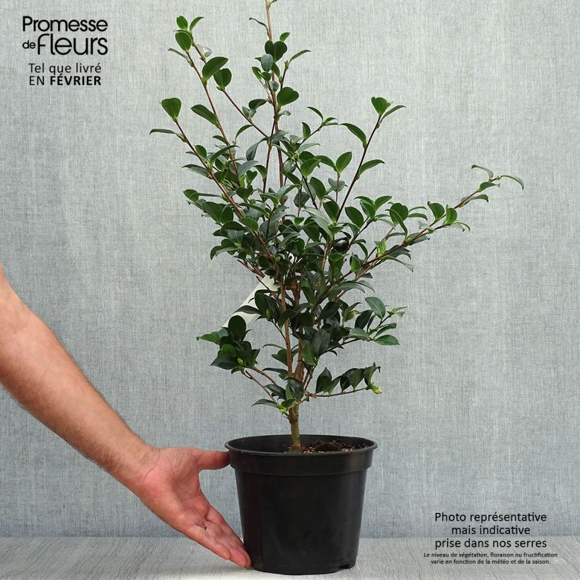 Esemplare di Camellia sasanqua Versicolor Vaso da 3L/4L come consegnato in autunno