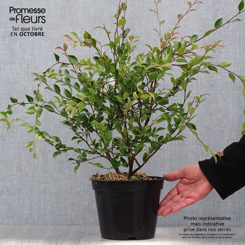 Esemplare di Camellia lutchuensis Vaso da 4L/5L come consegnato in autunno