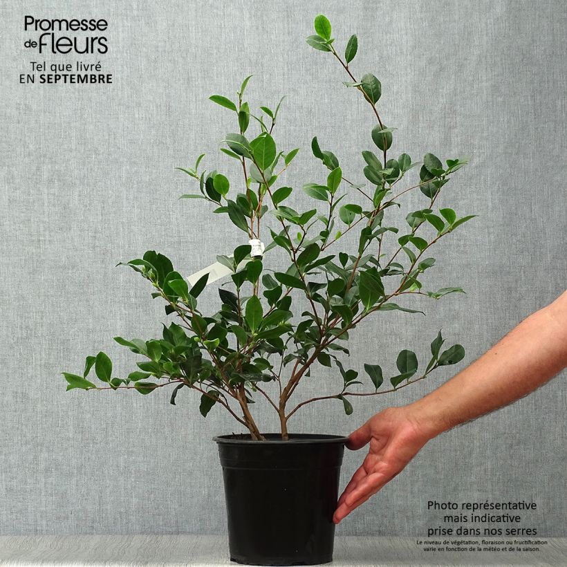 Esemplare di Camellia sasanqua Cleopatra Vaso da 3L/4L come consegnato in autunno