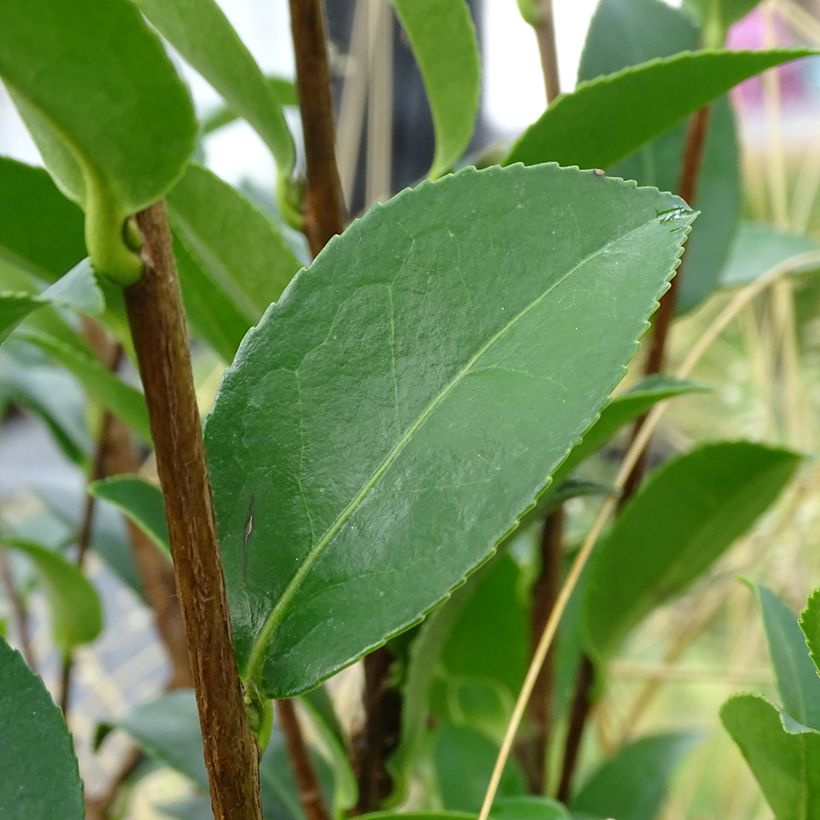 Camellia sasanqua Kanjiro (Fogliame)