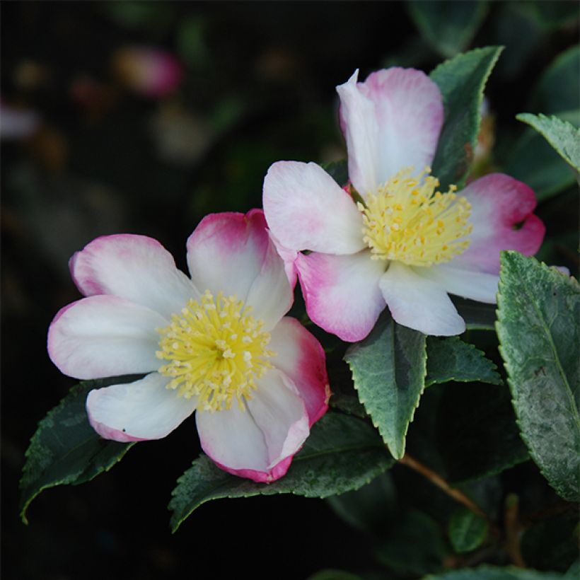 Camellia sasanqua Variegata (Fioritura)