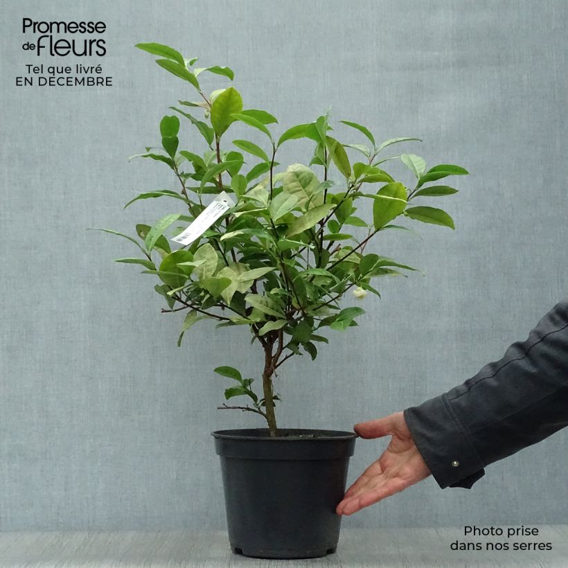 Pianta del tè - Camellia sinensis Vaso da 4L/5L esemplare consegnato in inverno