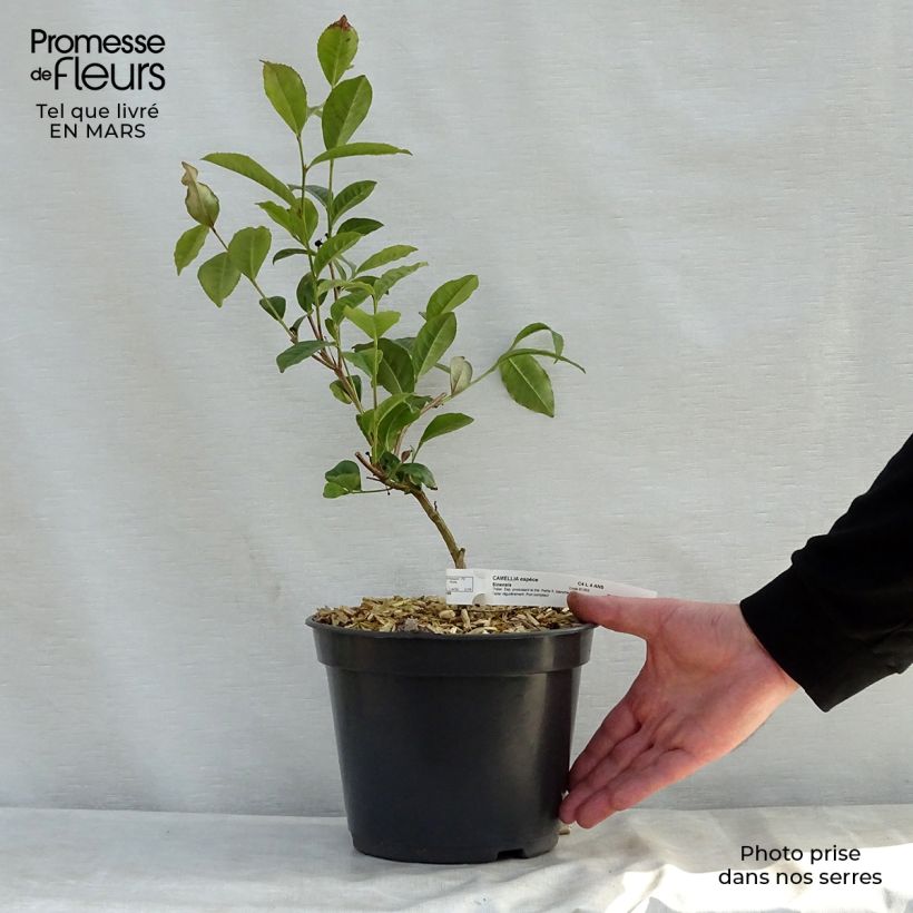 Pianta del tè - Camellia sinensis Vaso da 4L/5L esemplare consegnato in primavera