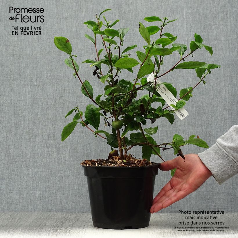 Esemplare di Pianta del tè - Camellia sinensis Vaso da 4L/5L come consegnato in autunno