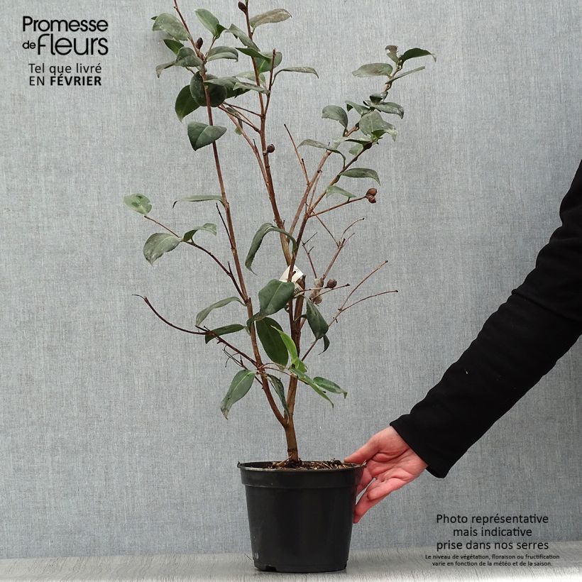 Camellia Betty's Beauty Vaso da 4L/5L esemplare consegnato in inverno