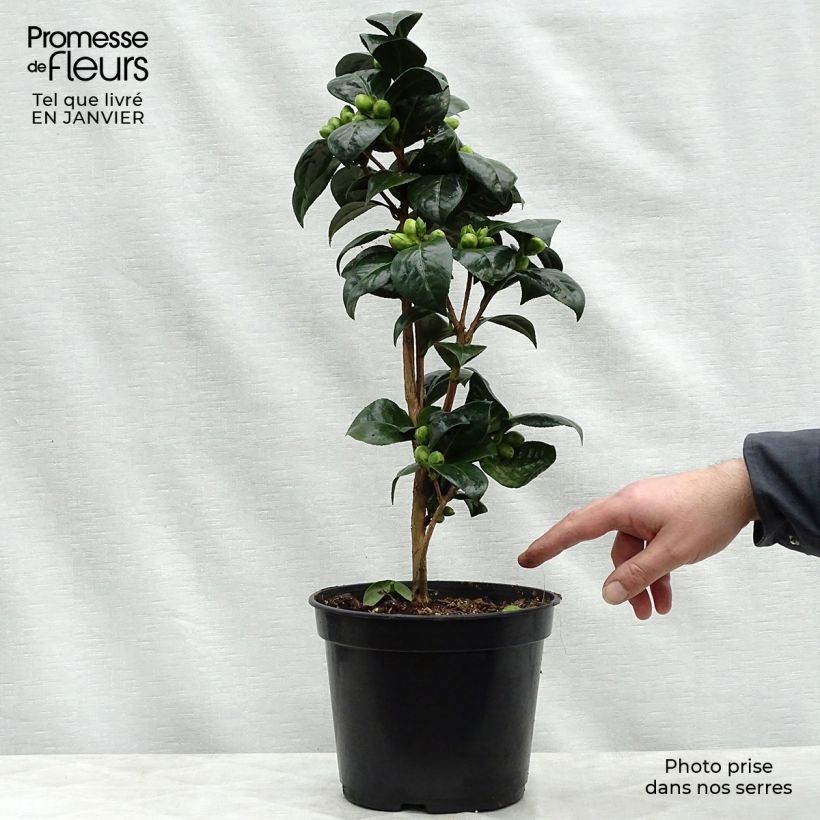 Camellia Dahlonega Vaso da 4L/5L esemplare consegnato in inverno
