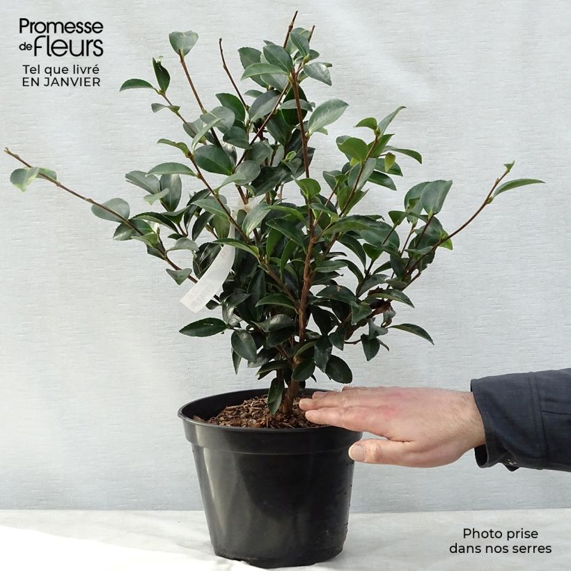 Camellia Fuji no Yuki Vaso da 4L/5L esemplare consegnato in inverno