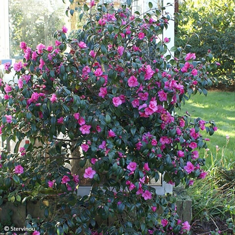 Camellia Gay Baby (Porto)