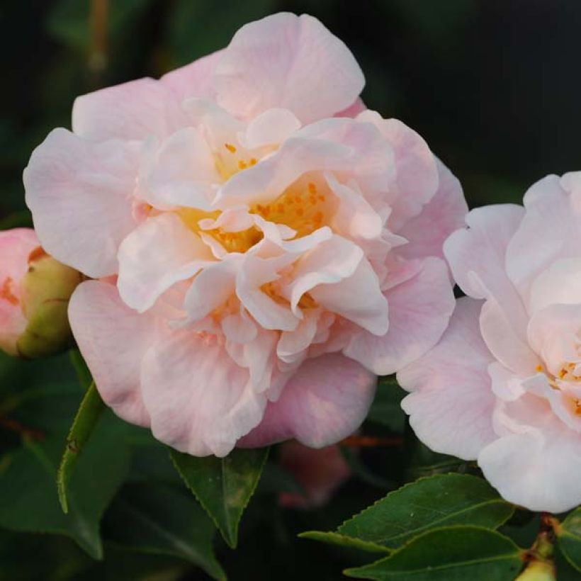 Camellia lutchuensis High Fragrance (Fioritura)