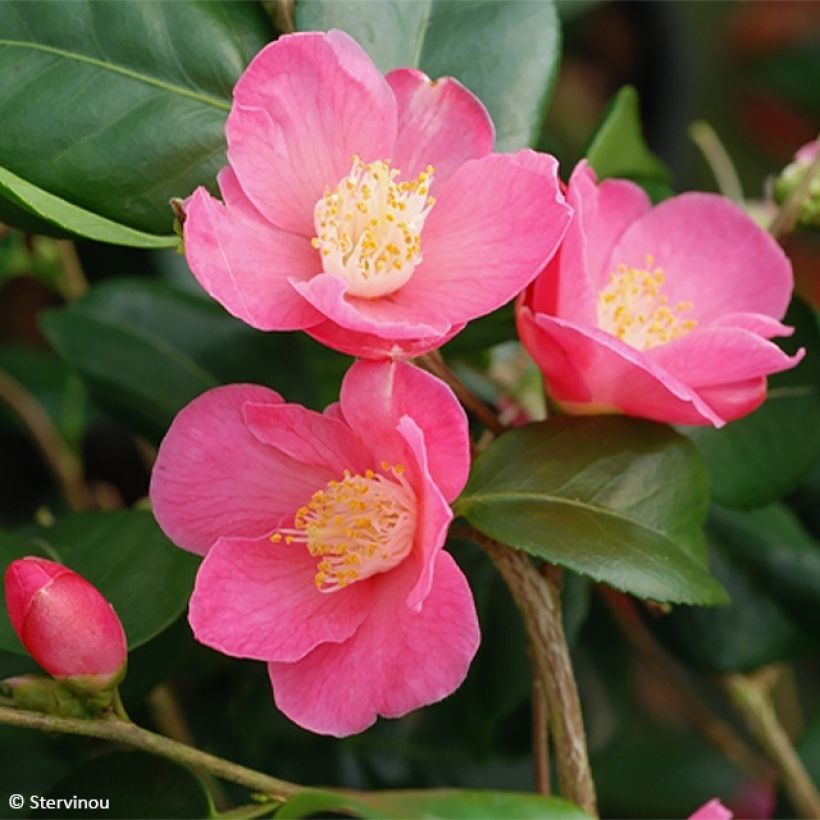 Camellia lutchuensis Koto No Kaori (Fioritura)
