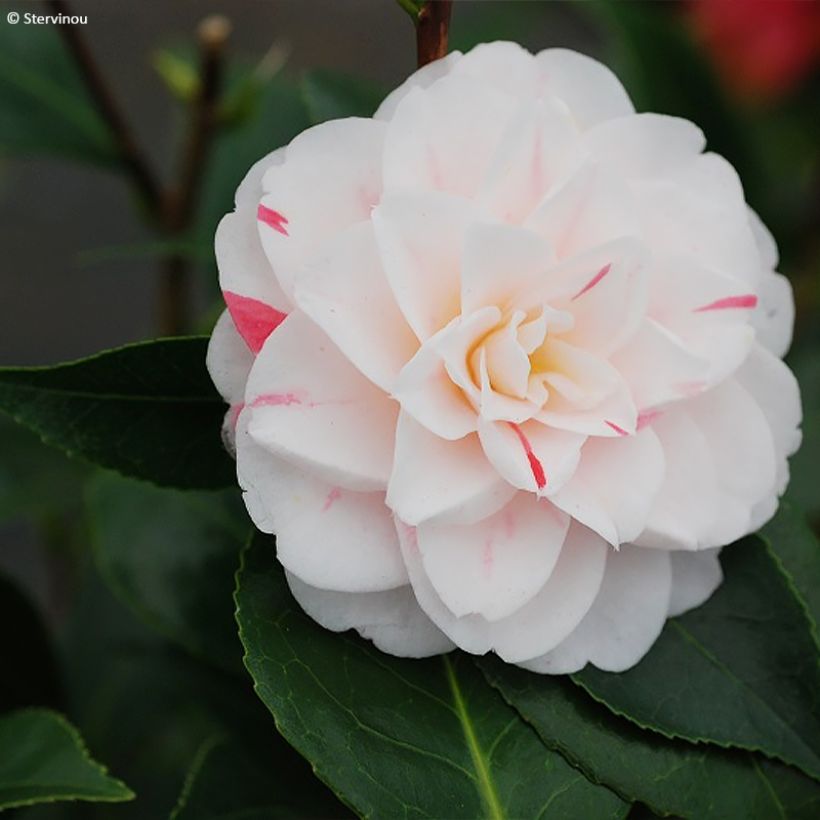 Camellia japonica Stacy Susan (Fioritura)