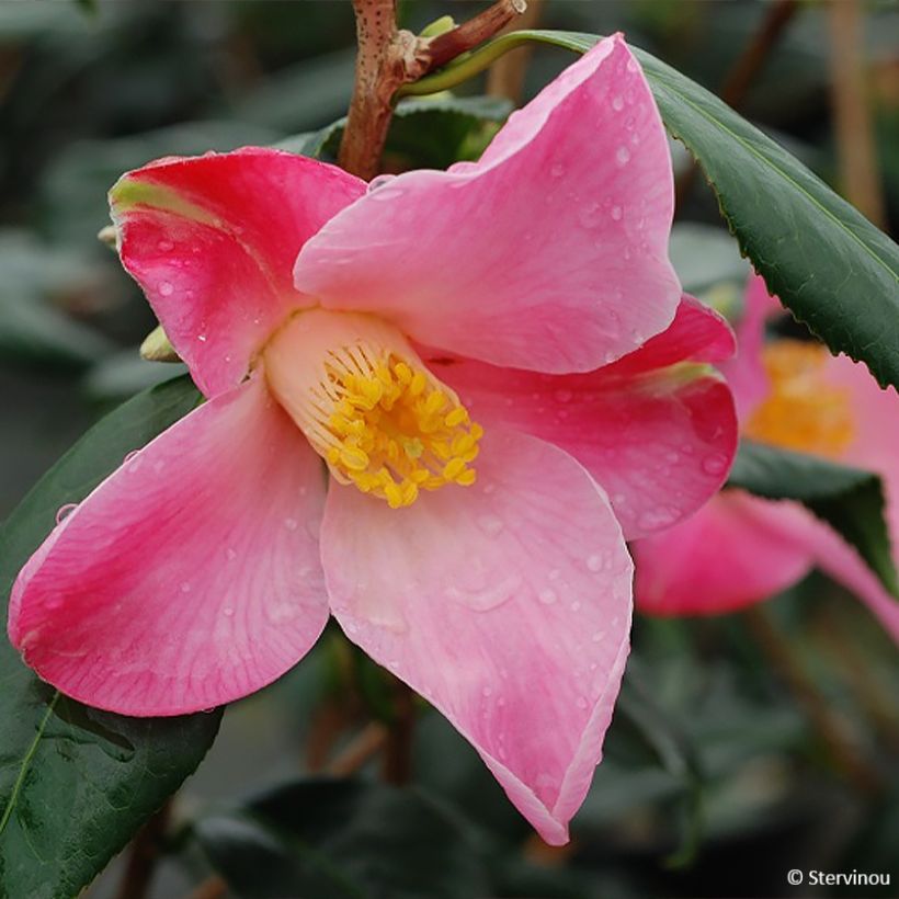 Camellia williamsii Tulip Time (Fioritura)