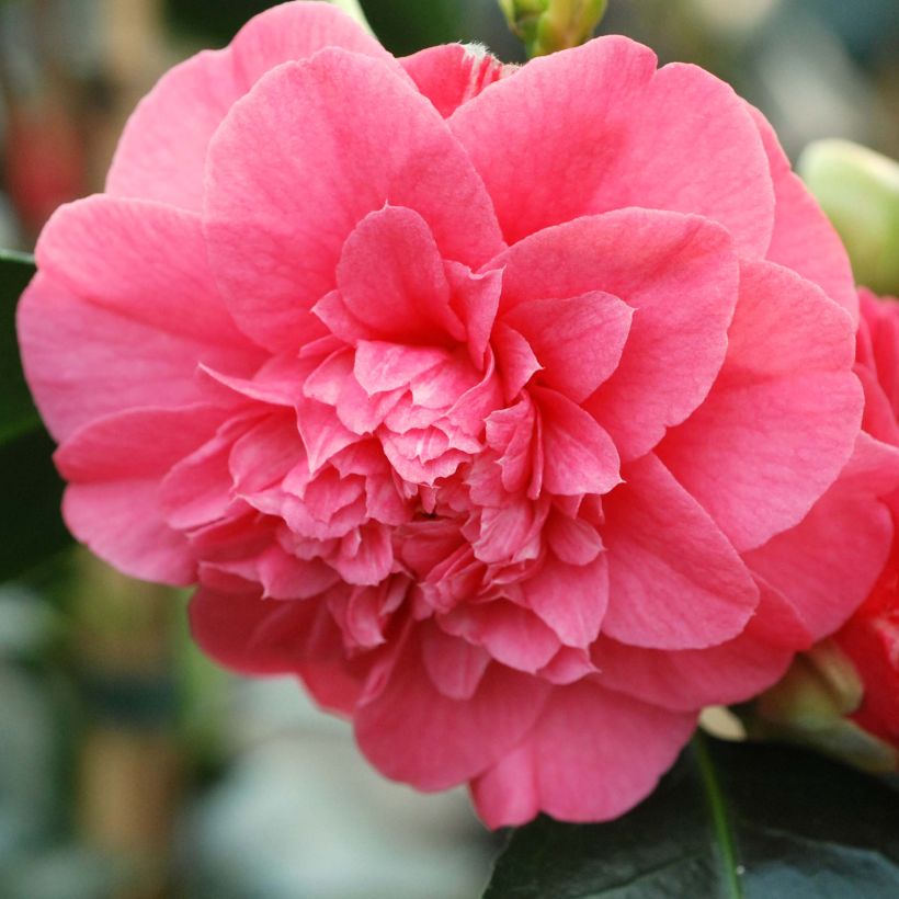 Camellia japonica chandleri Elegans (Fioritura)