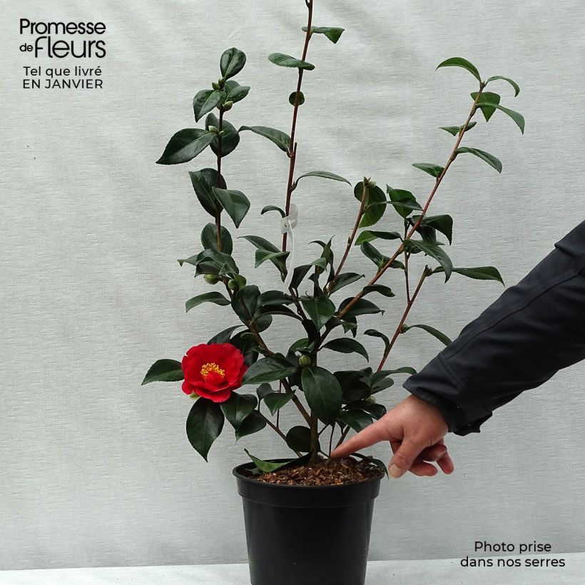 Camellia japonica San dimas Vaso da 2L/3L esemplare consegnato in inverno