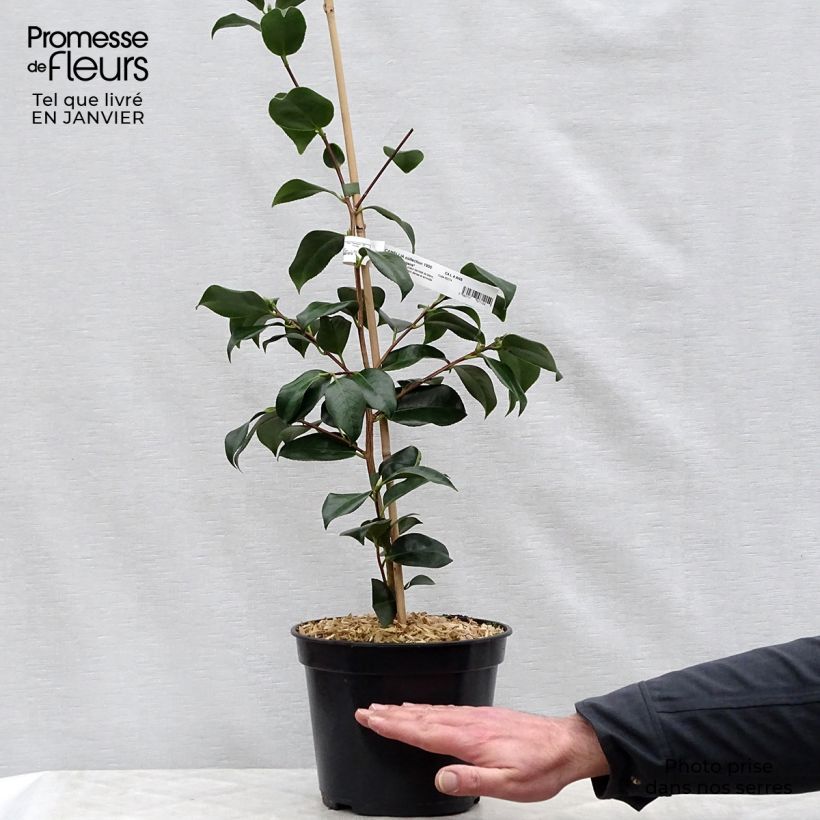 Camellia japonica chandleri Elegans Vaso da 4L/5L esemplare consegnato in inverno