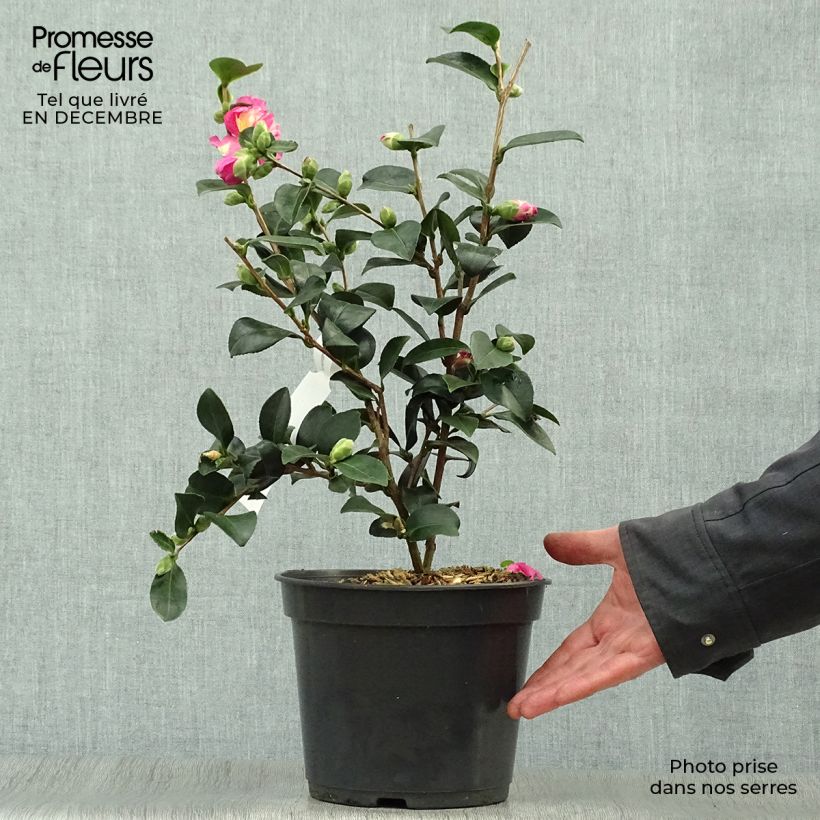 Camellia sasanqua Belinda Vaso da 4L/5L esemplare consegnato in inverno
