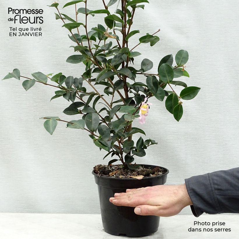 Camellia sasanqua Plantation Pink Vaso da 4L/5L esemplare consegnato in inverno