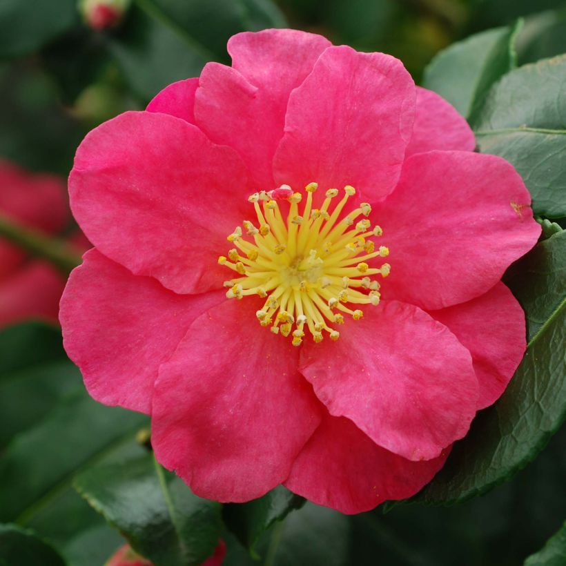 Camellia sasanqua Sekiyo (Fioritura)