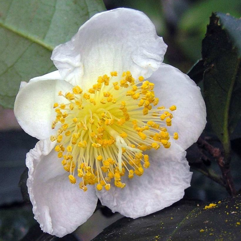Pianta del tè - Camellia sinensis (Fioritura)
