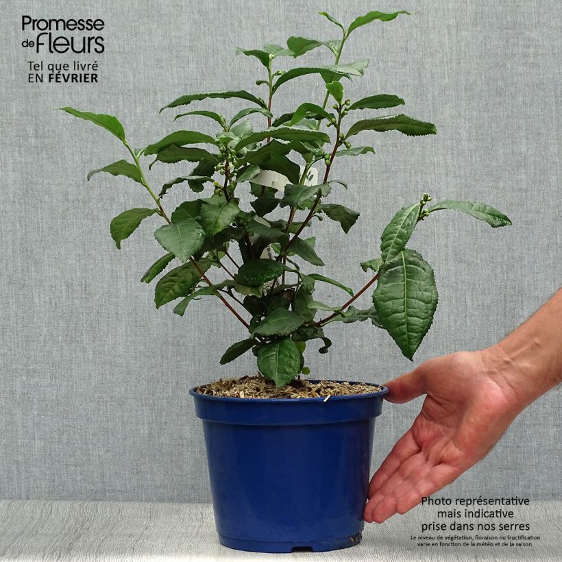 Esemplare di Camellia sinensis Théojardin - Pianta del tè Vaso da 2L/3L come consegnato in autunno