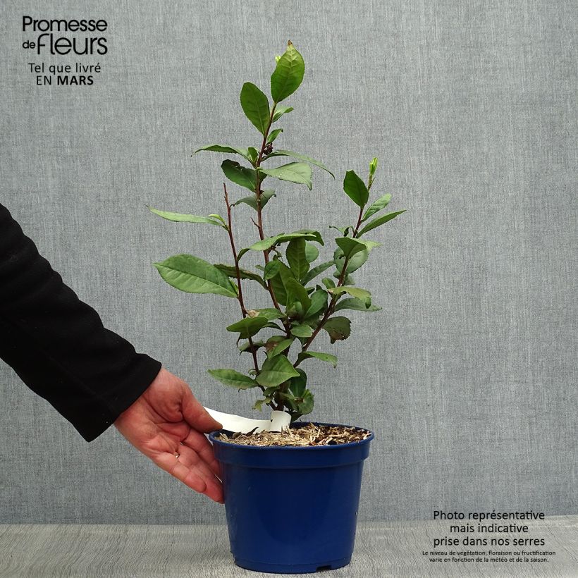 Camellia sinensis Théojardin - Pianta del tè Vaso da 2L/3L esemplare consegnato in primavera