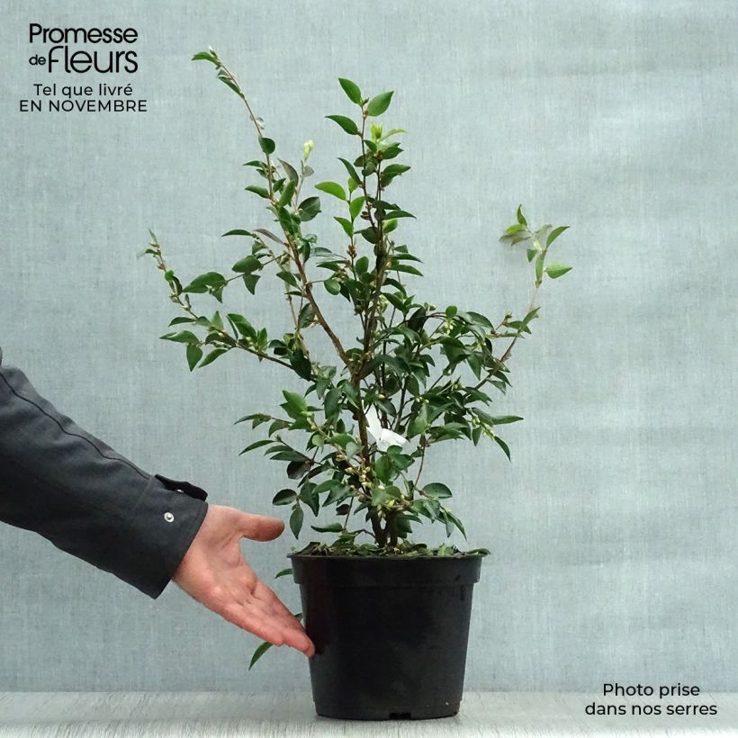 Esemplare di Camellia transnokoensis Vaso da 4L/5L come consegnato in autunno