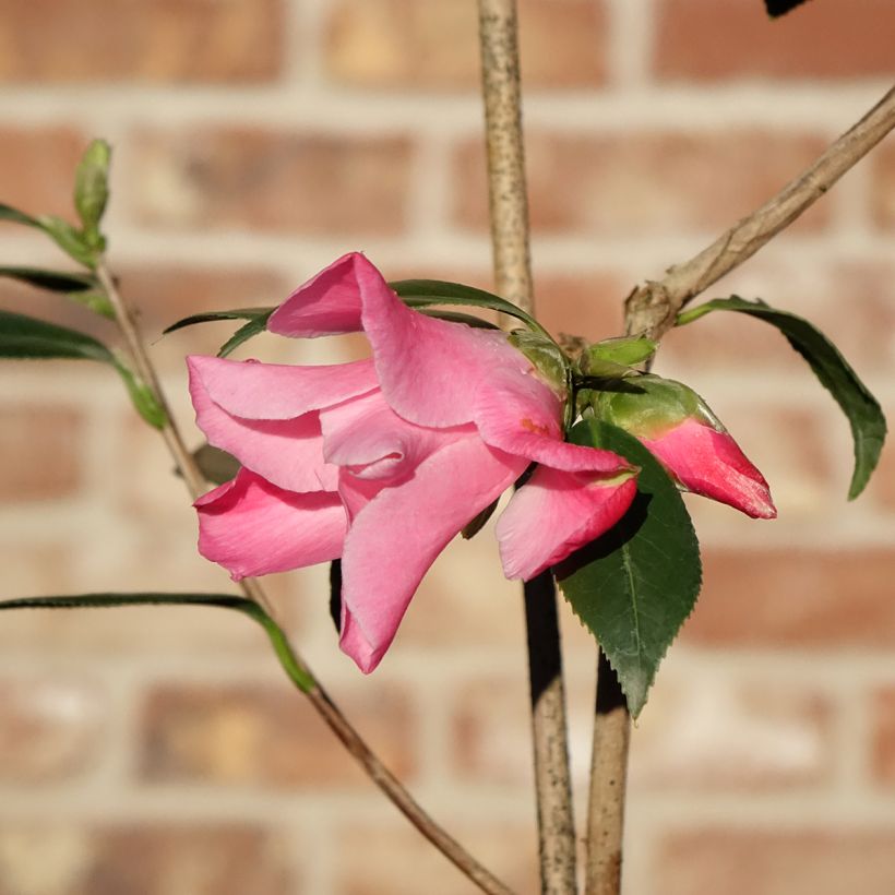 Camellia williamsii Tulip Time (Fioritura)