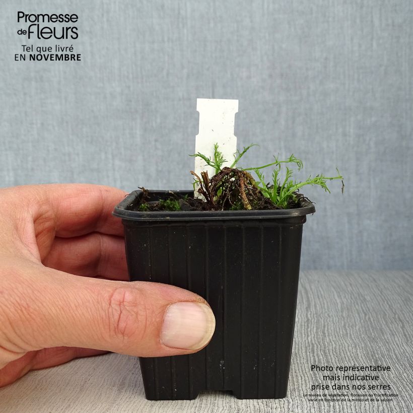 Esemplare di Chamaemelum nobile Ligulosum - Camomilla romana Vasetto da 8/9 cm come consegnato in autunno