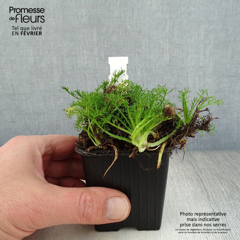 Chamaemelum nobile Ligulosum - Camomilla romana Vasetto da 8/9 cm esemplare consegnato in inverno