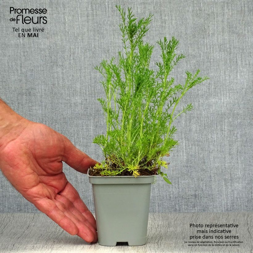 Chamaemelum nobile Ligulosum - Camomilla romana Vasetto da 8/9 cm esemplare consegnato in primavera
