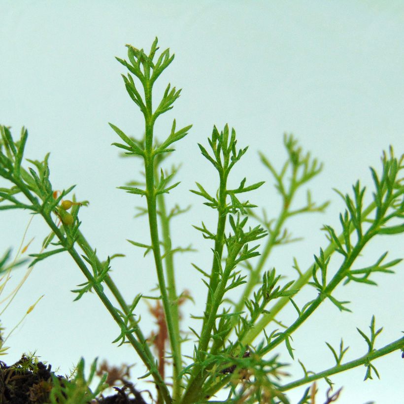 Chamaemelum nobile Treneague - Camomilla romana (Fogliame)