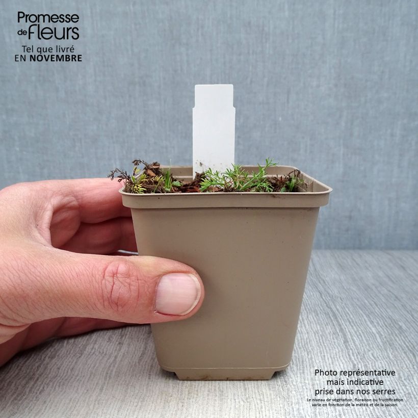 Esemplare di Chamaemelum nobile Treneague - Camomilla romana Vasetto da 8/9 cm come consegnato in autunno