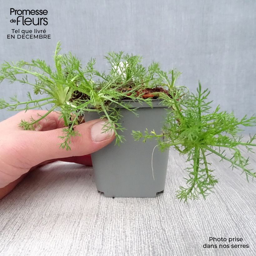 Chamaemelum nobile Treneague - Camomilla romana Vasetto da 8/9 cm esemplare consegnato in inverno