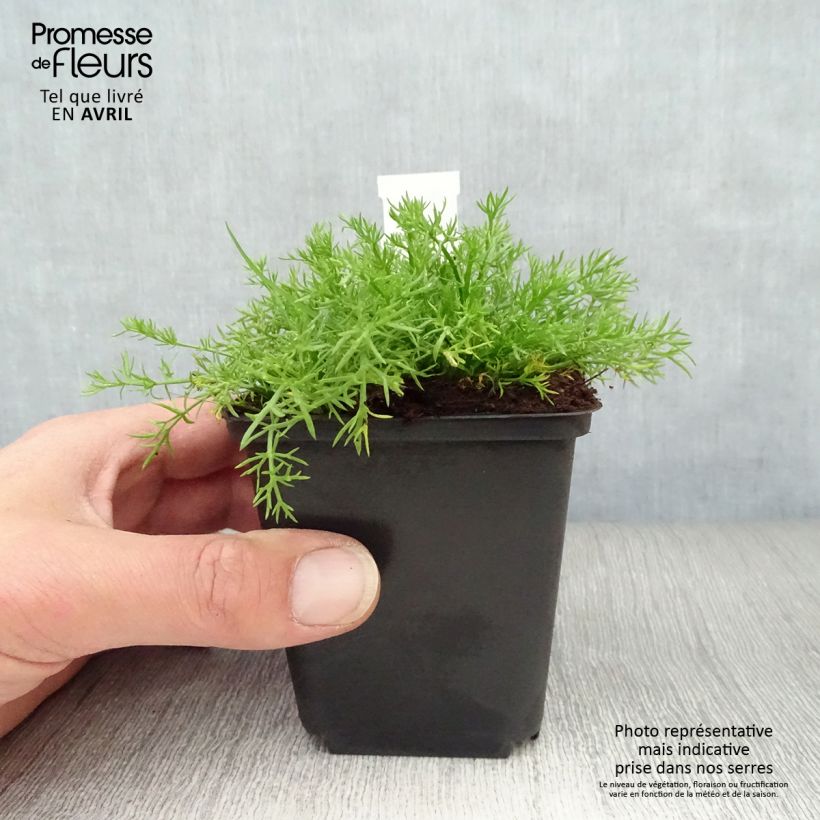 Chamaemelum nobile Treneague - Camomilla romana Vasetto da 8/9 cm esemplare consegnato in primavera