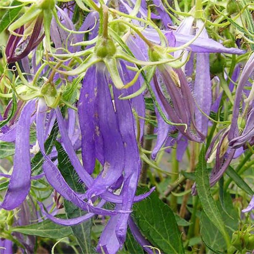 Campanula punctata Blue Octopus (Fioritura)