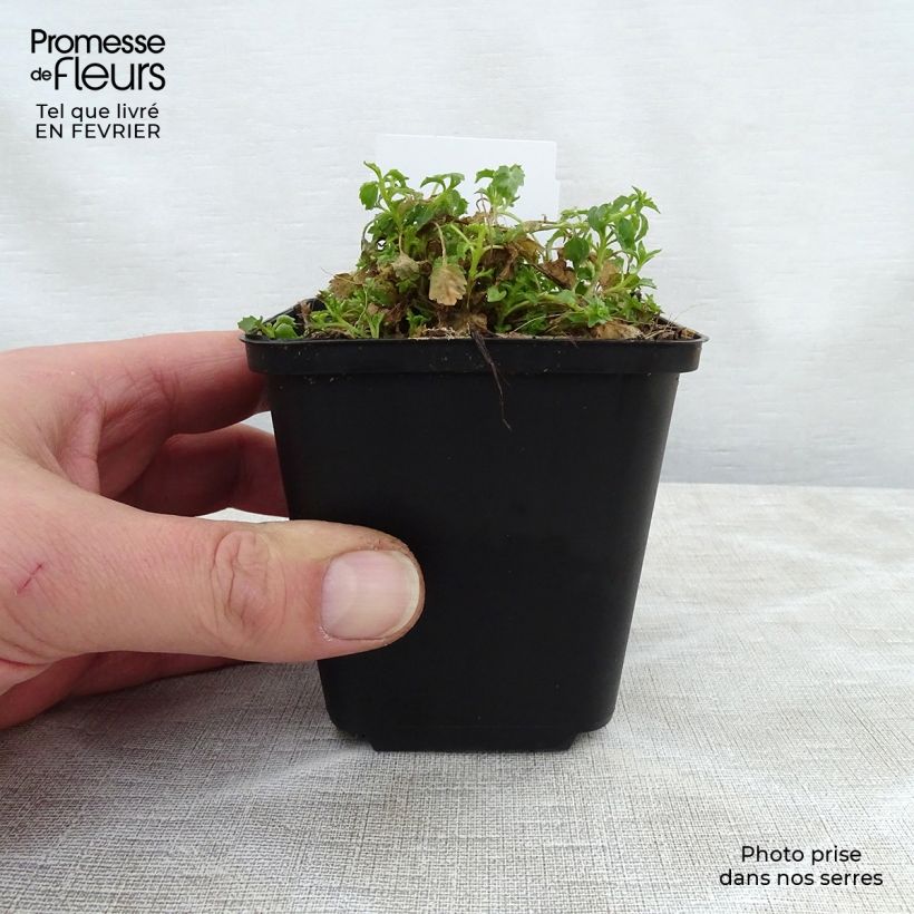 Campanula cochleariifolia Alba - Campanula dei ghiaioni Vasetto da 8/9 cm esemplare consegnato in inverno