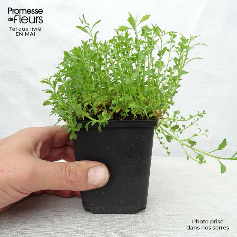 Campanula cochleariifolia Alba - Campanula dei ghiaioni Vasetto da 8/9 cm esemplare consegnato in primavera