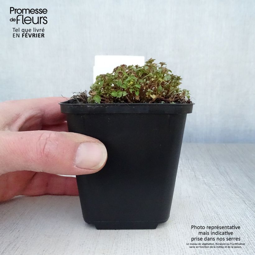 Campanula cochleariifolia - Campanula dei ghiaioni Vasetto da 8/9 cm esemplare consegnato in inverno