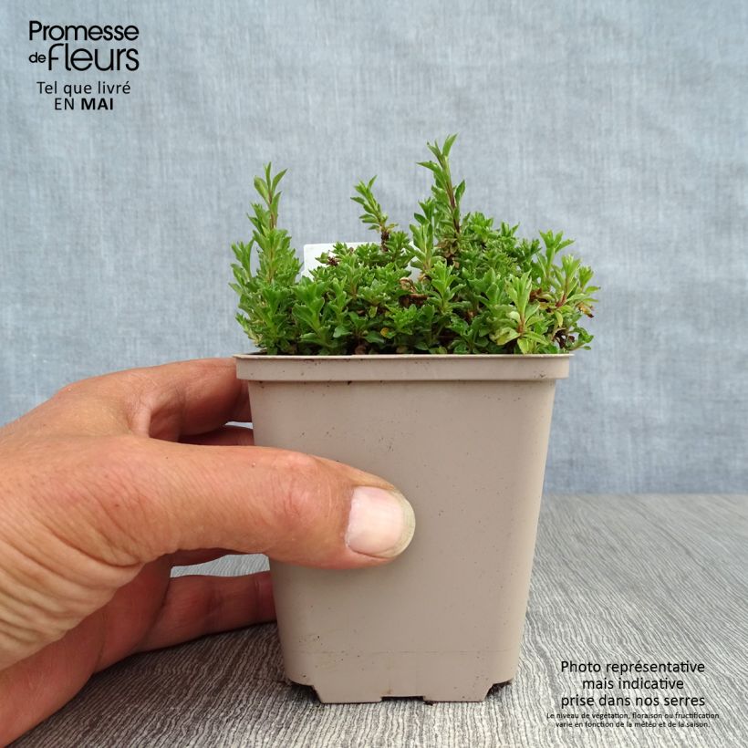 Campanula cochleariifolia - Campanula dei ghiaioni Vasetto da 8/9 cm esemplare consegnato in primavera