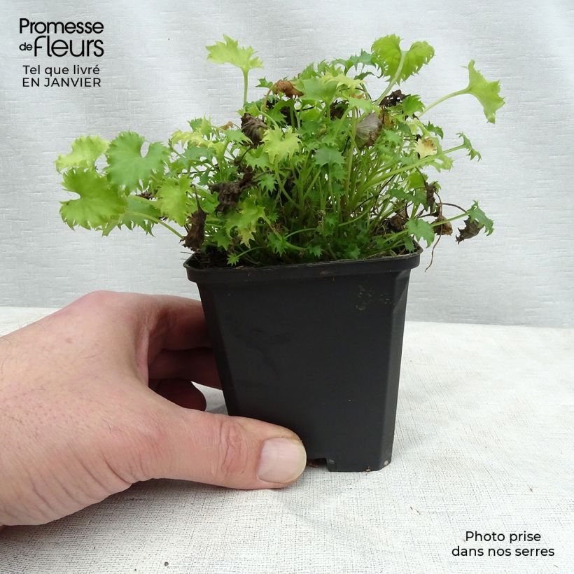 Campanula garganica - Campanula del Gargano Vasetto da 8/9 cm esemplare consegnato in inverno